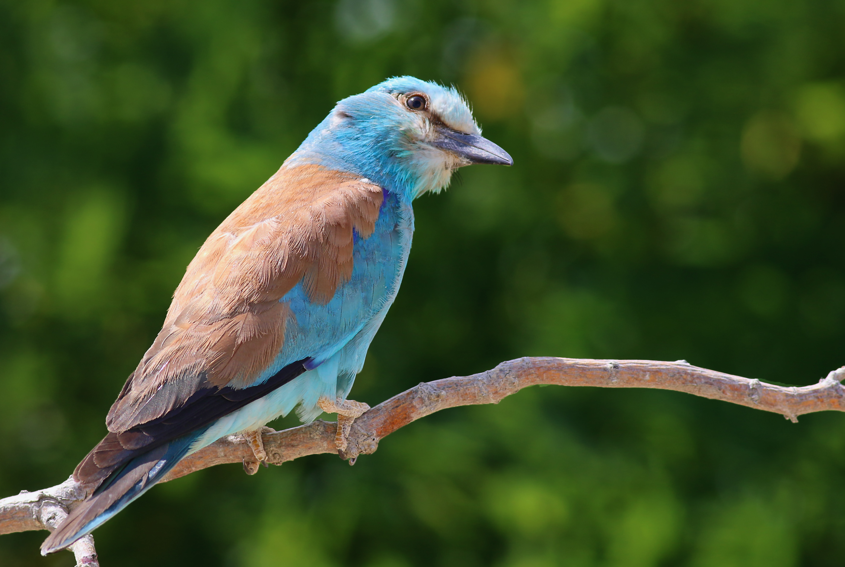 European Roller